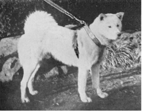 Aikuni-Go-DOB-1932