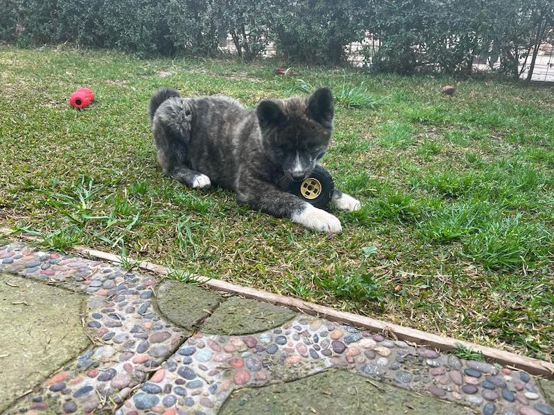 Akita en Patio