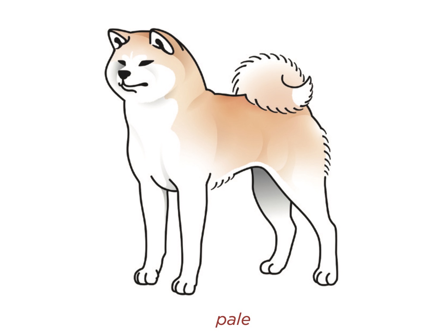 Rojo palido
