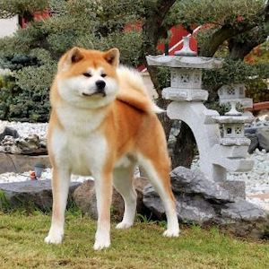 Taikou