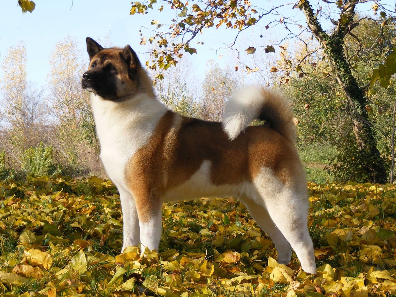 Akita-Americano