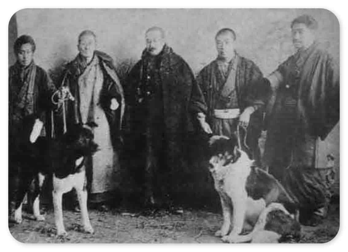 akita-inu